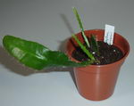 Strap Cactus
